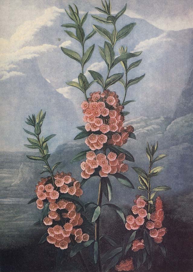 slaktet kalmia ar uintergrona buskar med vackra blommor och dekorativt finns sju arter i stra nordamerika
